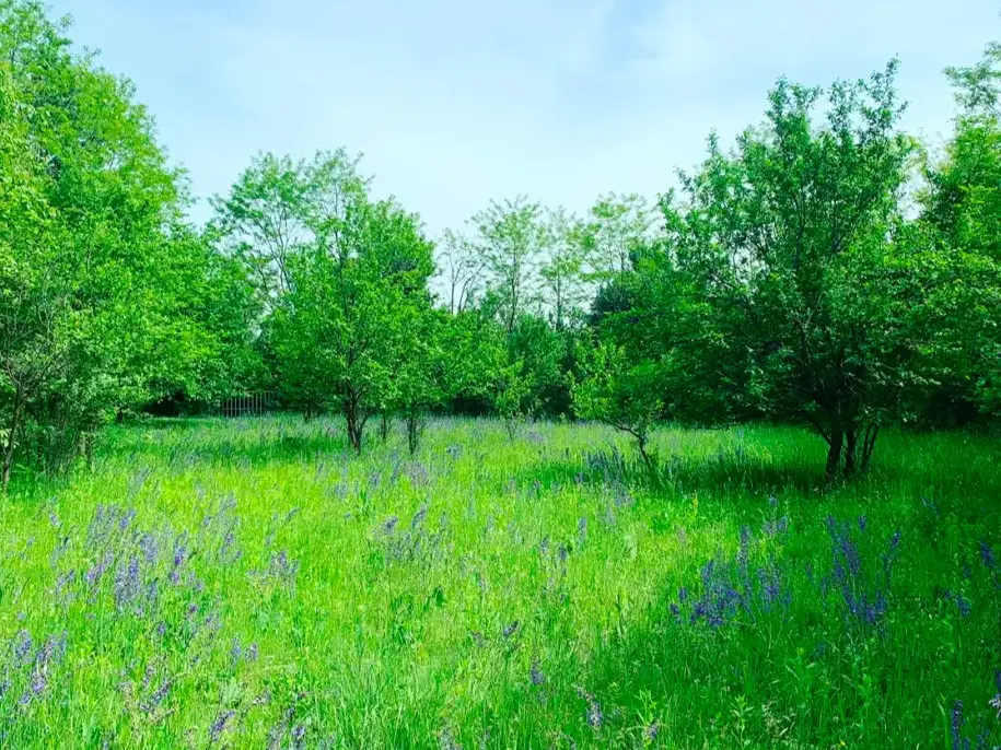 Teren intravilan Cornu de Jos Proahova - 1585 mp principala